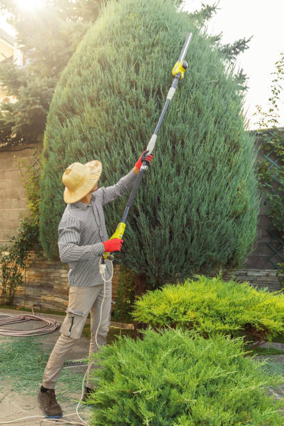 Best Professional Tree Care  in Edgewood, KY